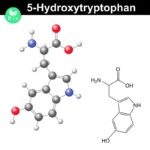 5-HTP | 5-Hydroxytryptophan aus der Griffonia Schwarzbohne wirkt durch seinen Einfluss auf den Serotonin-Spiegel im Gehirn antidepressiv (© nd3000 / Fotolia)