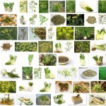 Fenchel Bilder in der Google Bildersuche (Screenshot)