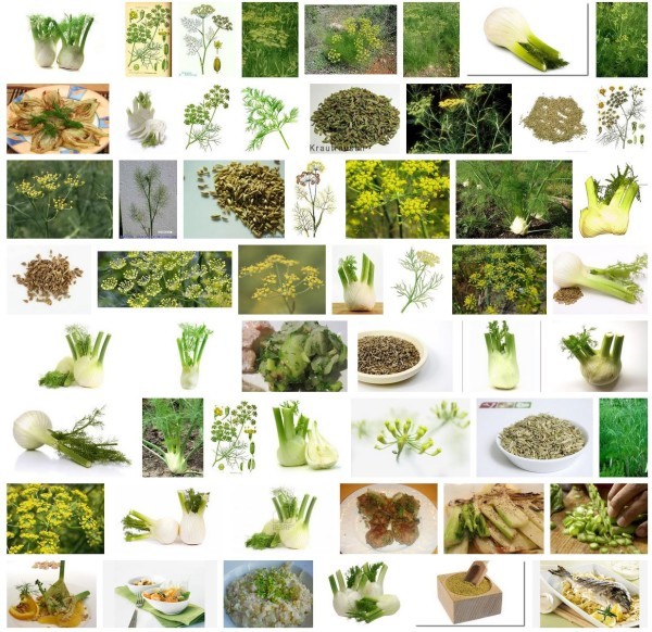 Fenchel Bilder in der Google Bildersuche (Screenshot)