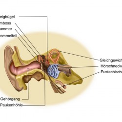 Otosklerose – Verknöcherung der Gehörknöchelchen (Schwerhörigkeit) Ohraufbau (© elvira gerecht - Fotolia.com)