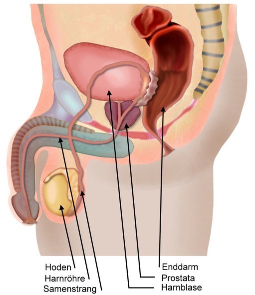 Prostata: Position (© Elvira Gerecht / Fotolia)