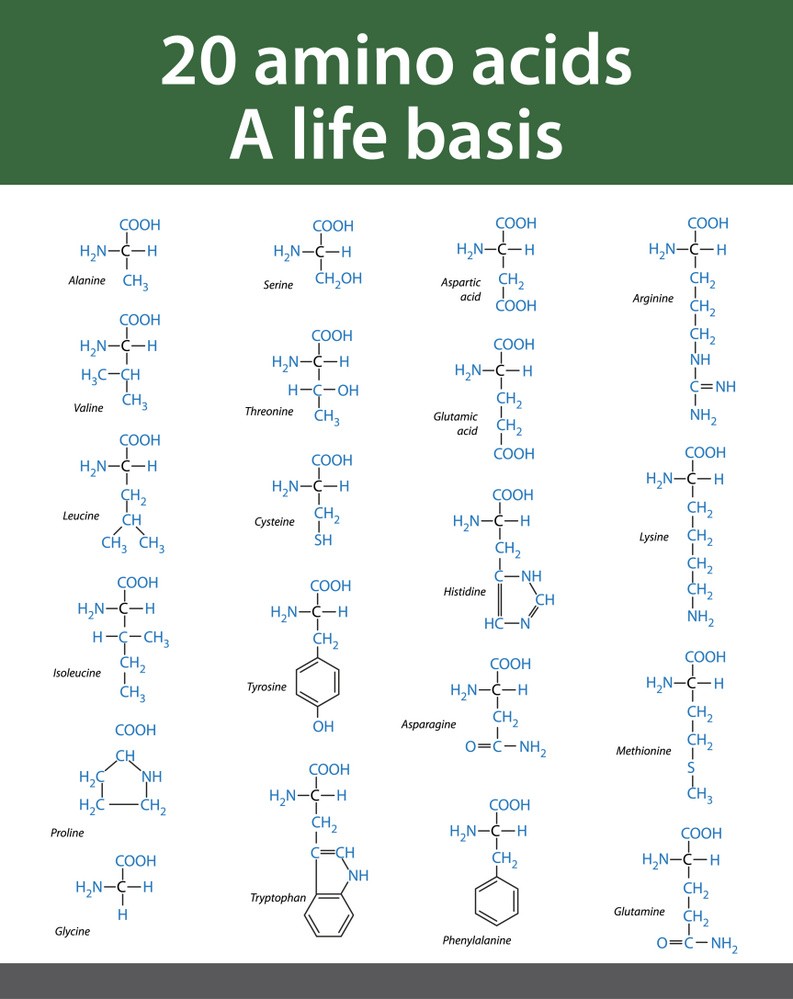 20 Aminosäuren im Überblick (© Vasilius - Fotolia.com)