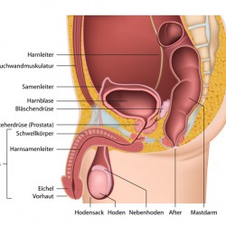 Pendelhoden: Nicht immer korrekturbedürftig Männliche Geschlechtsorgane (© bilderzwerg - Fotolia.com)