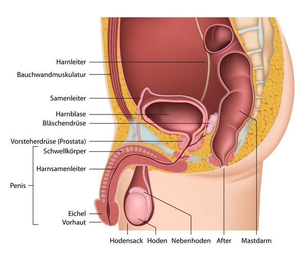 Männliche Geschlechtsorgane (© bilderzwerg - Fotolia.com)