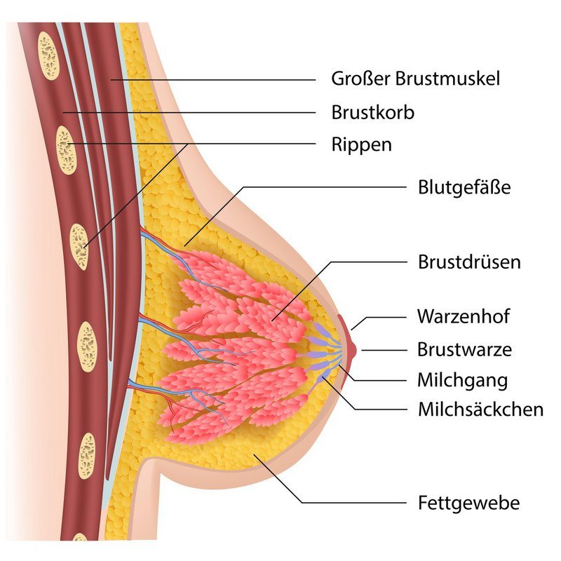 Anatomie der weiblichen Brust (© Bilderzwerg / Fotolia) Anatomie der weiblichen Brust (© Bilderzwerg / Fotolia)