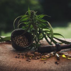 Wie wirkt CBD? Ein Überblick Wie wirkt CBD? Ein Überblick (© pixabay / Julia Teichmann)