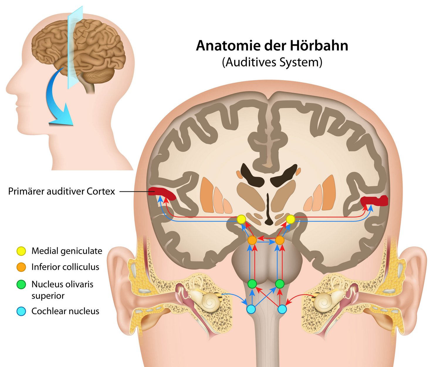 Anatomie der Hörbahn und des auditiven Systems des Menschen: Vom Ohr ins Gehirn (© bilderzwerg / Fotolia)