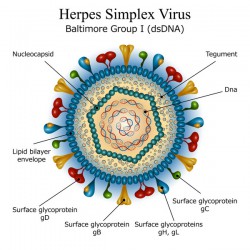 Herpes am Penis | Behandlung mit Herpes-Gel / -salben? Herpes simplex Virus (© Moonnoon - Fotolia.com)