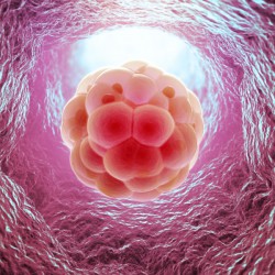 Die intrauterine Insemination zur künstlichen Befruchtung im Rahmen der Reproduktionsmedizin Embryo Zellteilung (© Mopic - Fotolia.com)