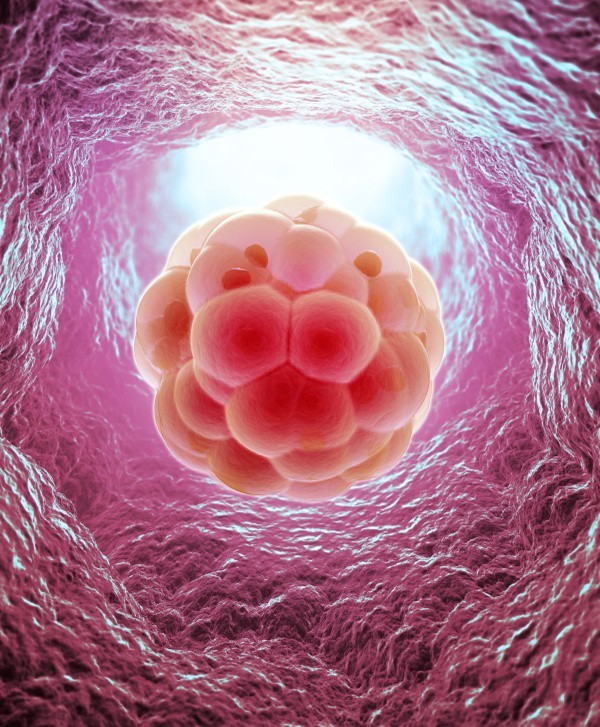 Intrauterine Insemination Bild - Embryo Zellteilung (© Mopic - Fotolia.com)