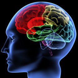 Liquorpunktion: Indikation, Risiken, Schmerzen Unser Gehirn (© Yakobchuk/Fotolia)