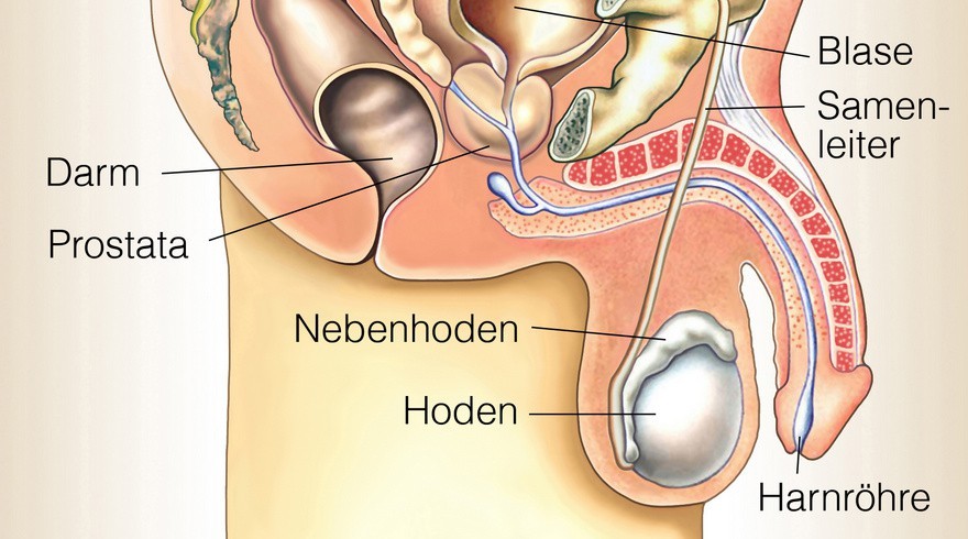 Der Nebenhoden (© Henrie / Fotolia)