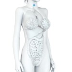 Schilddrüse einer Frau, Nebenschilddrüsenunterfunktion (© axel kock - Fotolia.com)