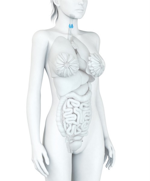 Schilddrüse einer Frau, Nebenschilddrüsenunterfunktion (© axel kock - Fotolia.com)
