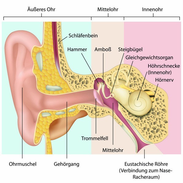 Otosklerose: Äußeres Ohr, Mittelohr und Innenohr im Aufbau (© bilderzwerg/Fotolia)
