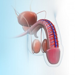 Peniskarzinom / Peniskrebs: Ursachen, Symptome, Operabilität © pankajstock123 - Fotolia.com