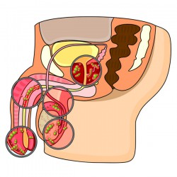 Posthitis | Ärger mit der Vorhautentzündung © mjak - Fotolia.com