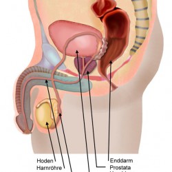 Die Prostata – Funktion und Erkrankungen Was ist und wo sitzt die Prostata? (© Elvira Gerecht / Fotolia)