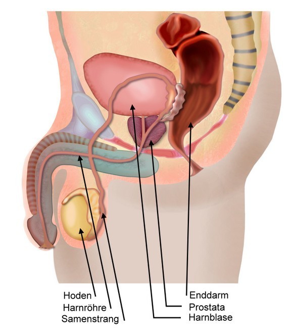 Die Hämorrhoide während des Fütterns, wie zu behandeln