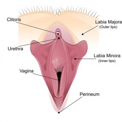 Zyste Schamlippe | Bartholinische Knoten, Bartholinitis © isyste - Fotolia.com