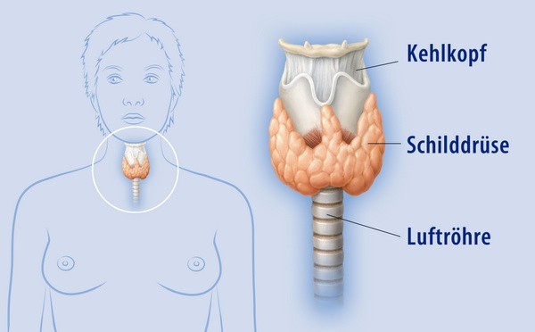 Unterfunktion der Schilddrüse: Wo genau befindet sich die Schilddrüse (© lom123 - Fotolia.com)