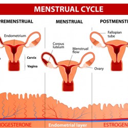 Zyklusstörungen / Zwischenblutungen Der Menstruationszyklus (englisch) - © designua/Fotolia