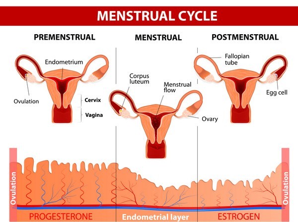 Der Menstruationszyklus (englisch) - © designua/Fotolia